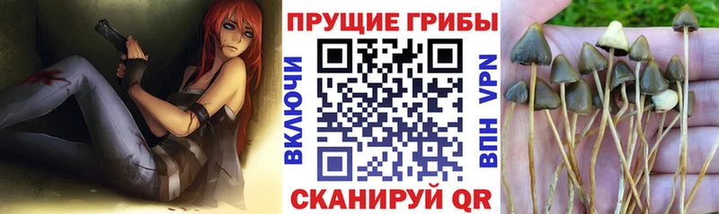 Галлюциногенные грибы прущие грибы  сколько стоит  ссылка на мегу вход  Нестеров 